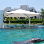 Awnings and Canopies Dolphin Harbor-tensile structure-